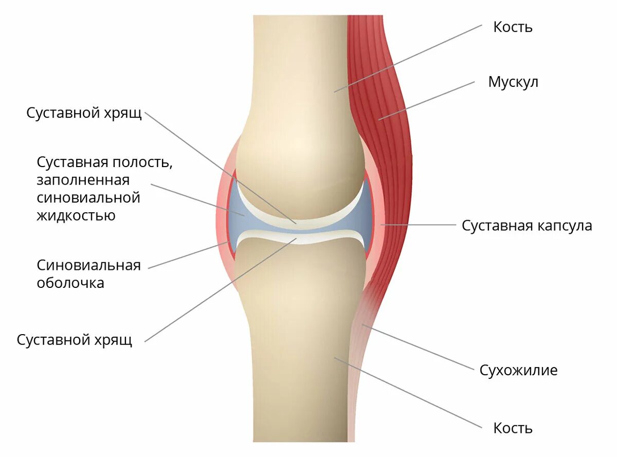 Какой сустав изображен. Синовиальная оболочка коленного сустава. Синовиальная жидкость и суставная жидкость. Синовиальная оболочка утолщена. Синовиальная мембрана коленного сустава.