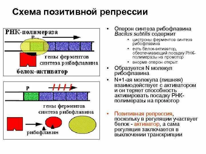 Репрессия транскрипции. Позитивная репрессия рибофлавиновый оперон. регуляция оперона негативная репрессия. рибофлавиновый оперон. индукция оперона у прокариот.