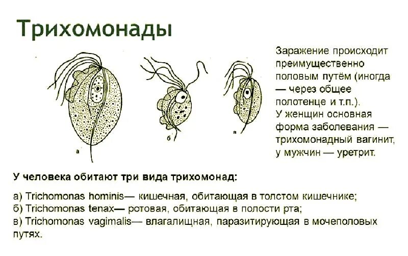 Влагалищная трихомонада пути заражения. Трихомонада кишечная Тип. Влагалищная трихомонада строение. Трихомонада урогенитальная строение.