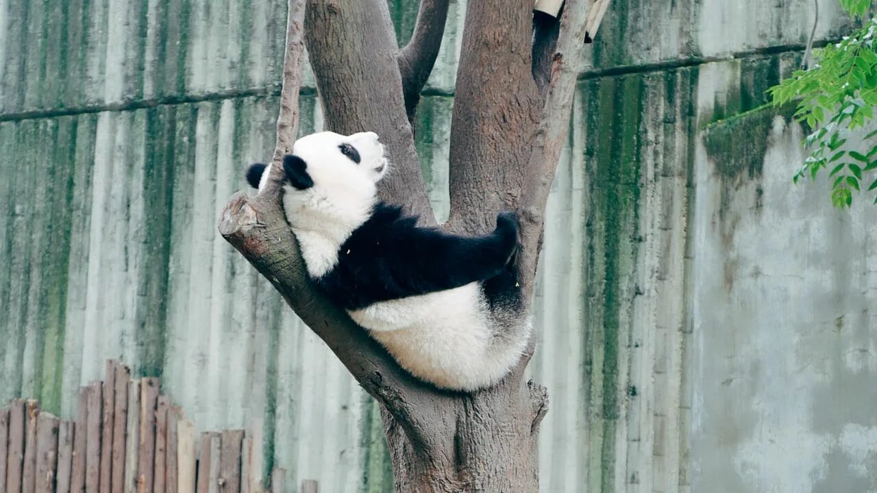 Panda falling trees