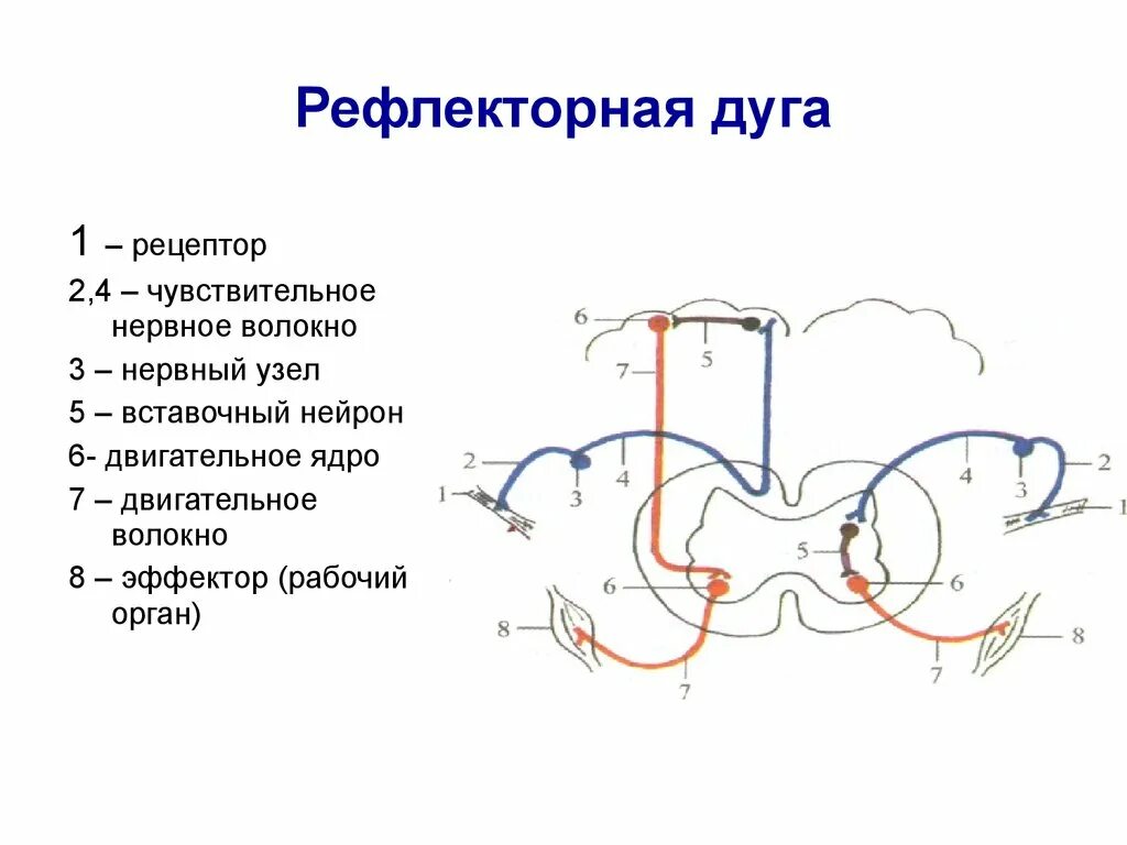 Схема рефлекторной дуги собаки. Исполнительная часть рефлекторной дуги. Схема простой рефлекторной дуги у собак. Структура рефлекторной дуги.