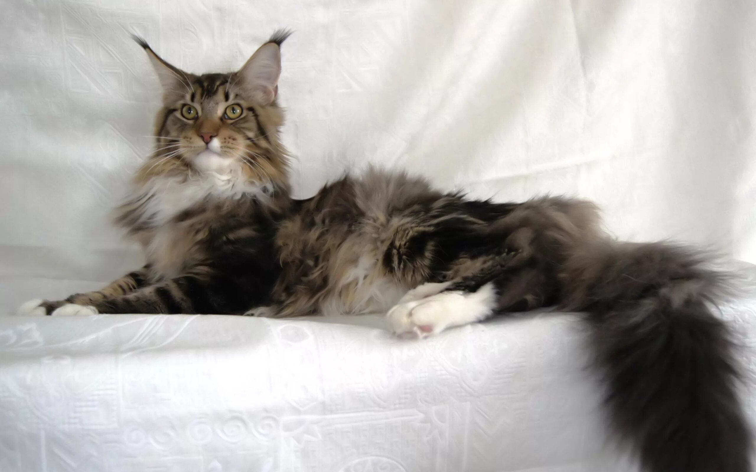 Кошка Мейн кун. Мейн кун 35 кг. Фото Мейн куна. Ориенталы Мейн кун. Беременные кошки мейн кун