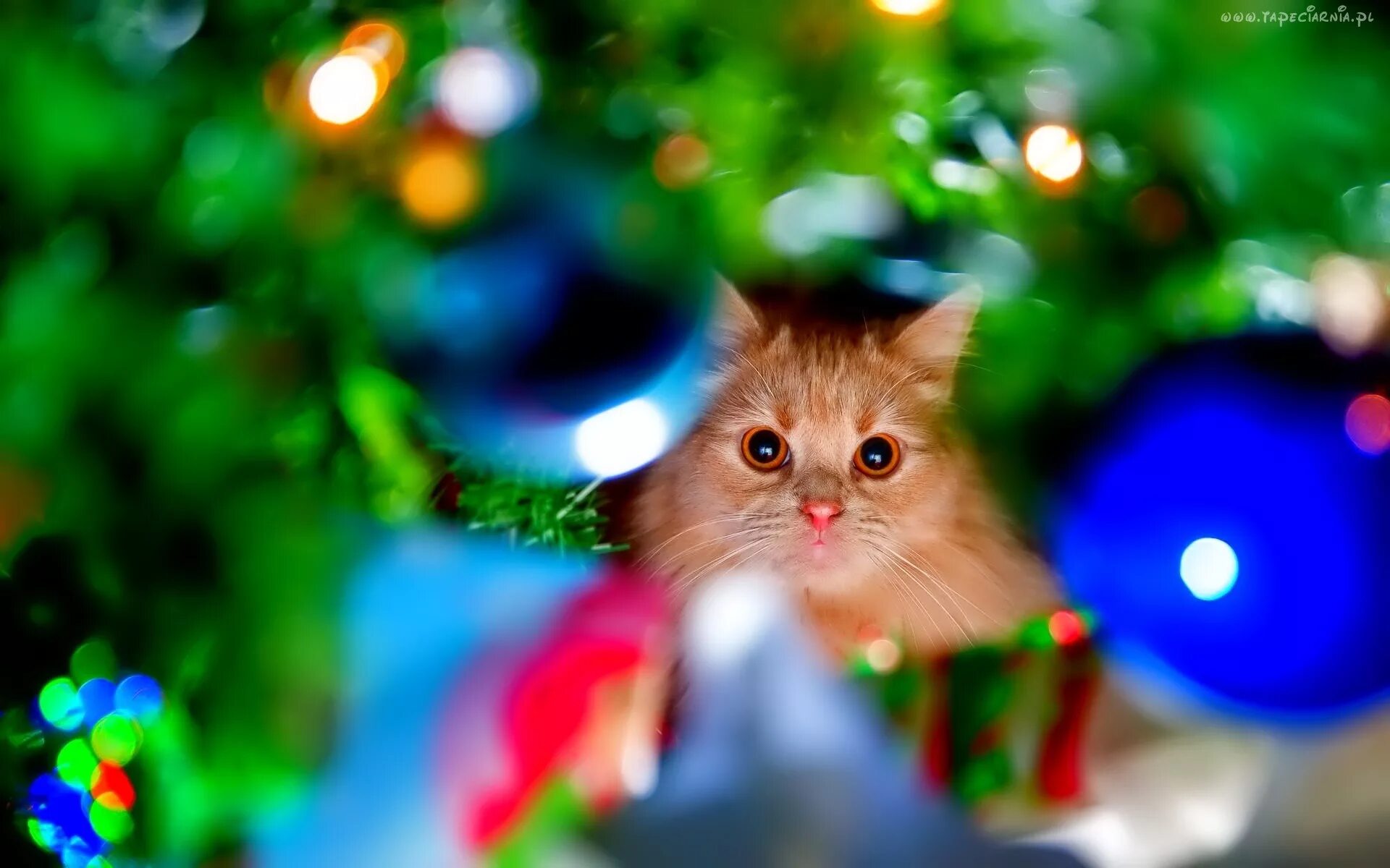 новогодние котята. новый год коты. новогодние коты. новогодний котик. новогодние котята.