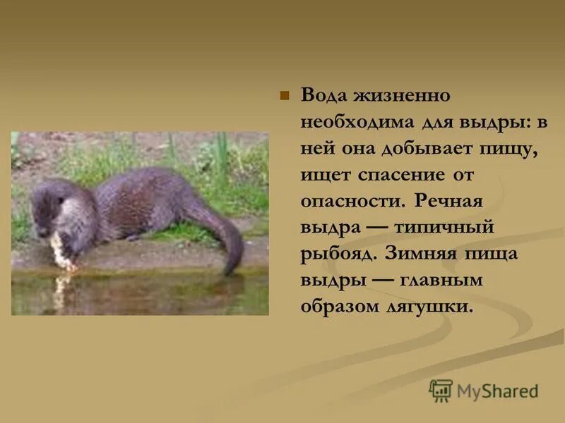 выдра описание. зеленые страницы красной книги. выдра речная. выдра речная описание.