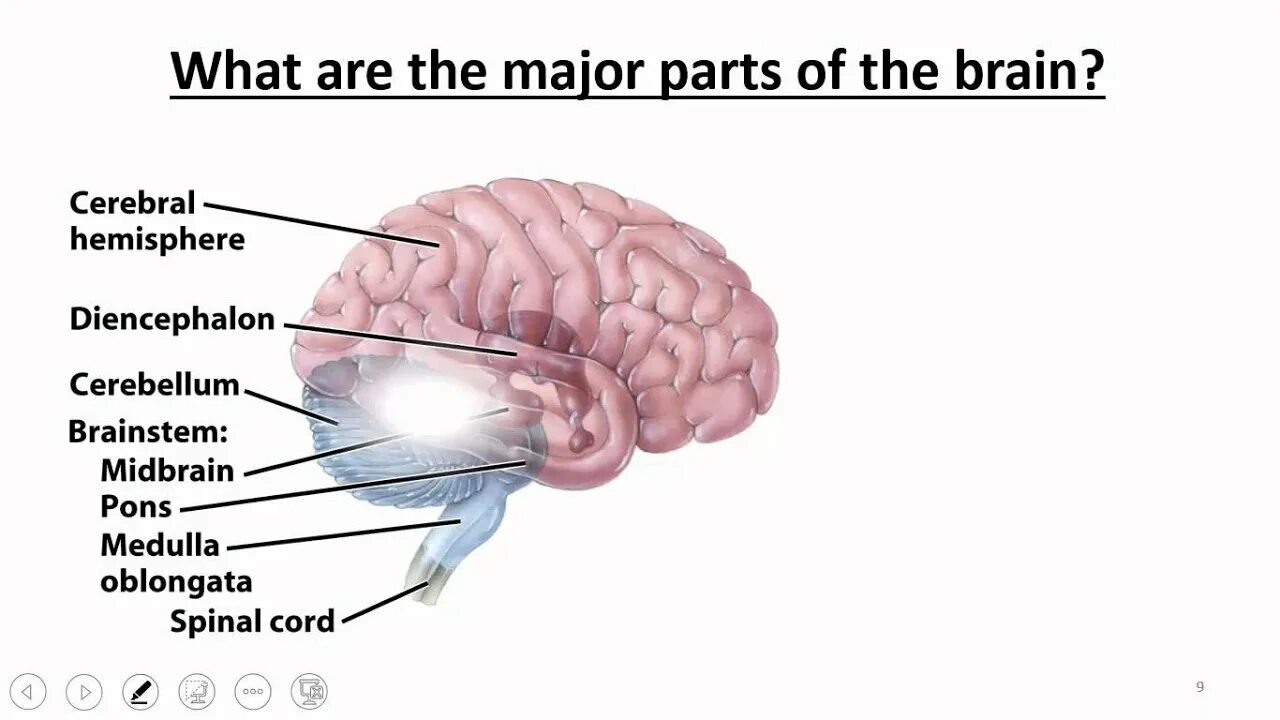 Nervous system brain. Brain and nervous System. Parts of nervous System. Brain nerve System. Nervus of Brain.