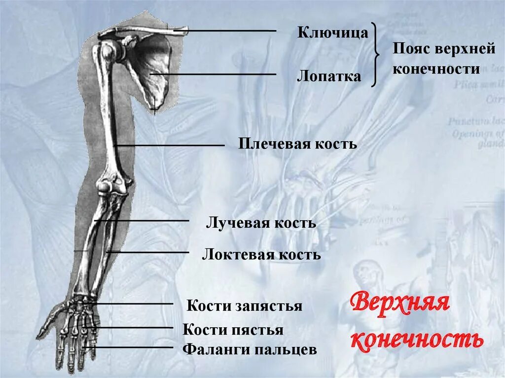 Сколько конечностей верхних конечностей. Кости пояса верхней конечности человека анатомия. Скелет свободной верхней конечности плечевая кость. Плечевая кость лопатка ключица локтевая кость лучевая кость. Кости верхней конечности анатомия ключица.