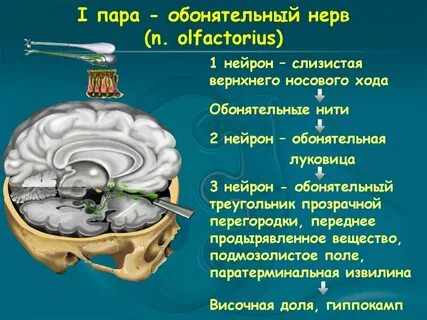 1 пара нервов