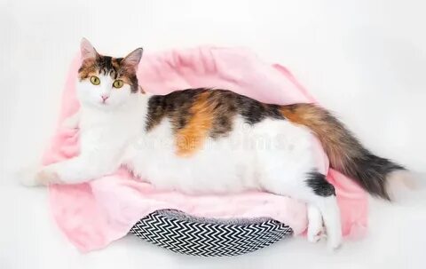 Включи беременную кошку