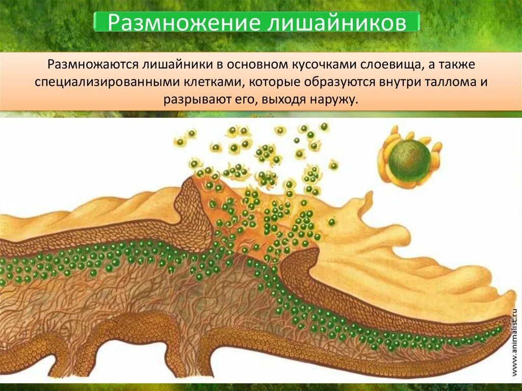 В основном лишайники размножаются