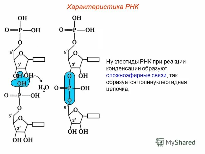 Полинуклеотидная рнк