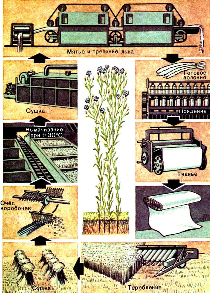 Растение для производства ткани. Этапы производства льна. Технология обработки льна. Технология производства льна ткани. Стадии обработки льна.