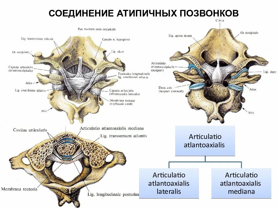 Соединение шейных позвонков и затылочной кости. Латеральный атлантоосевой сустав связки. Латеральный атлантоосевой сустав классификация. Боковой атлантоосевой сустав анатомия.