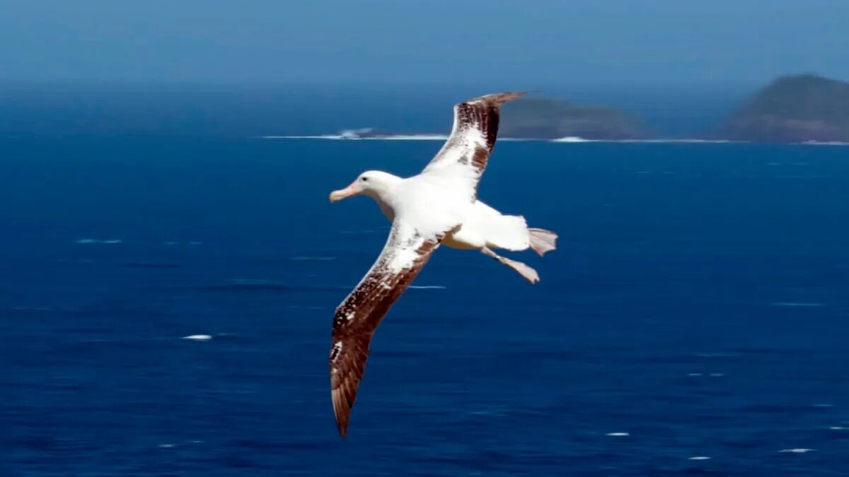 Где обитают альбатросы. Королевский Альбатрос размах крыльев. Странствующий Альбатрос. Странствующий Альбатрос птица. Парящий Альбатрос.