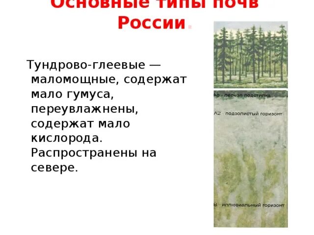 Содержание гумуса в тундровой глеевой почве. Почвенный профиль тундрово глеевых почв. Типы почв Тундровая глеевая. Типы почв тундрово глеевые. Тундрово-глеевые почвы географическое положение в России.