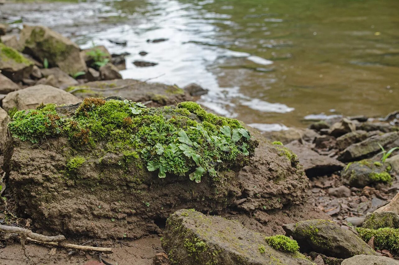 Водные лишайники примеры. Водные лишайники. Водяные лишайники. Водные лишайники Байкала. Фото мох маршанция в природе.