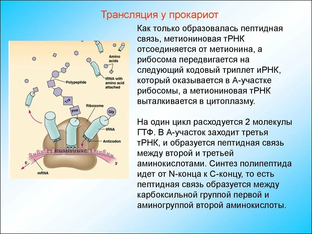 Образование пептидной связи трансляция. Терминация трансляции прокариот. Процесс трансляции у прокариот. Инициация трансляции у прокариот. Этапы трансляции у прокариот.