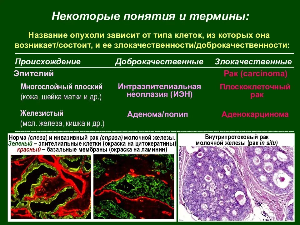 Зеленая железа функции