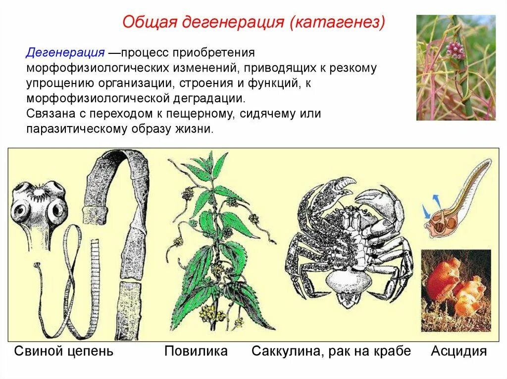 Примерами дегенерации являются. Общая дегенерация катагенез. Дегенерация примеры. Примеры дегенерации у животных. Общая дегенерация простейших.