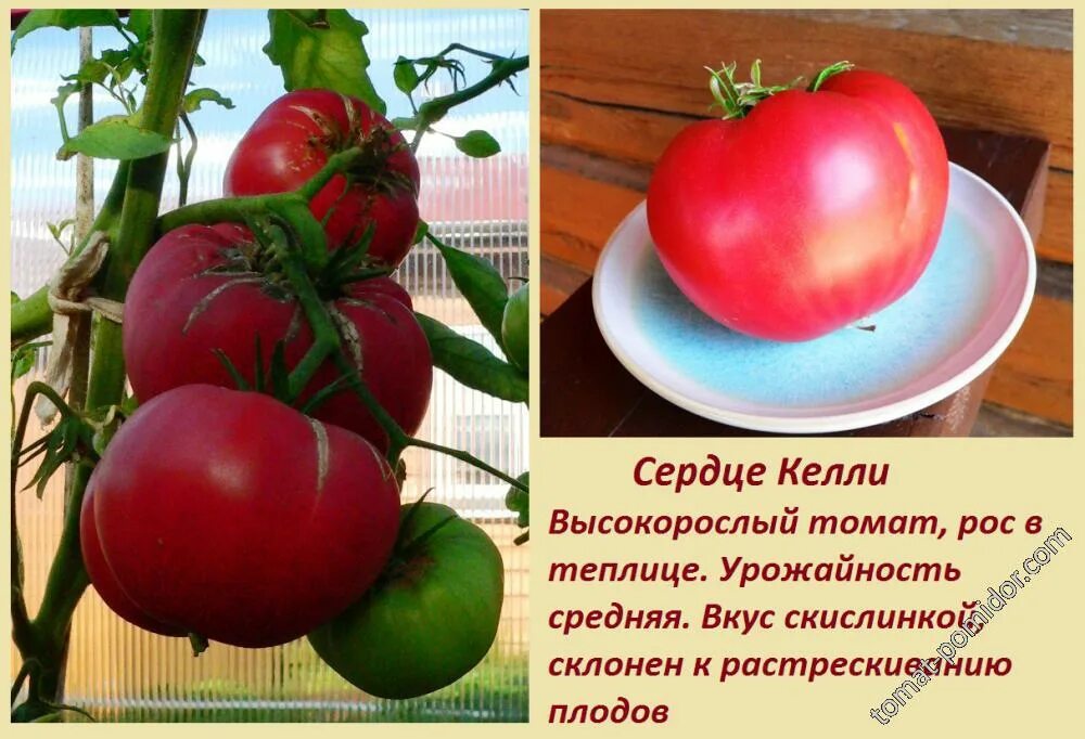 Сердце линнея томат. Томат сердце келли. Томат сердце келли. Томат сердце келли. Бычье сердце персиковое аэлита.