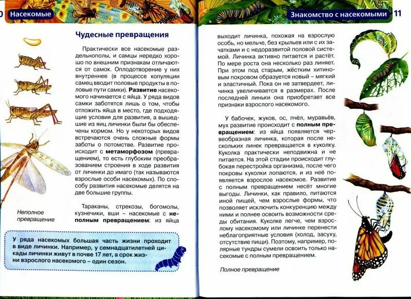 Большая книга о насекомых. Большая книга насекомых. Большая книга насекомых. Насекомые. Энциклопедия удивительный мир насекомых.
