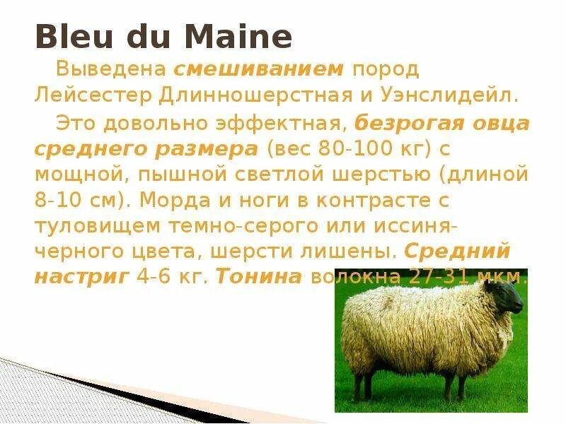 Средний вес барана. Вес овцы в среднем. Вес барана в среднем живой. Вес среднего барана. Сколько вес барана