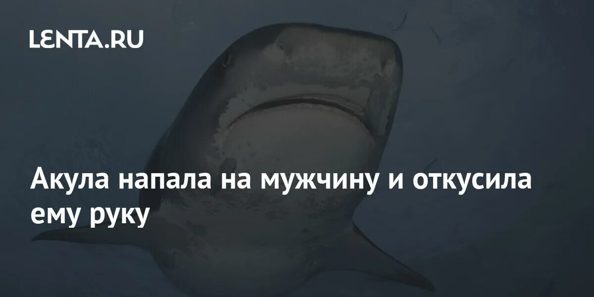 Парень на которого напала акула. Египет 2023 акула напала на парня русского. Акула в Турции напала на мужчину 2023. Акула нападения 2017