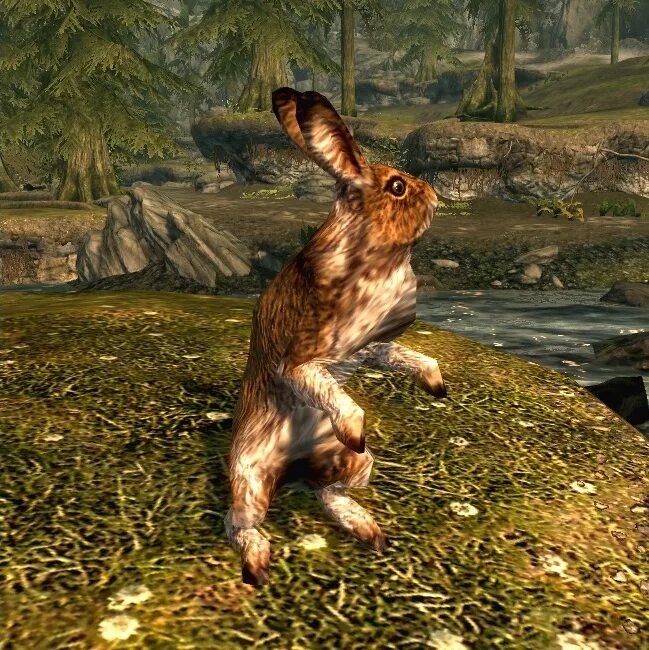 Animals skyrim