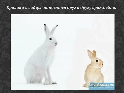 Зайцы относятся к животным