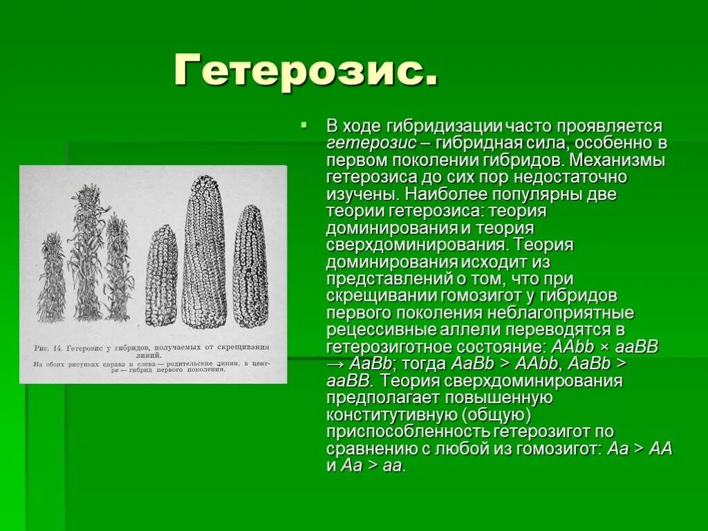 Гетерозис Мичурин. Теория доминирования гетерозис. Гетерозис гибридная сила. Гетерозис у растений. Теория доминирования