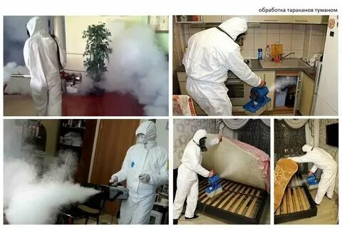 Тараканы в квартире дезинфекция отзывы
