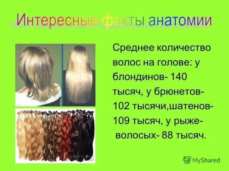 Сколько на голове волос у человека женщин