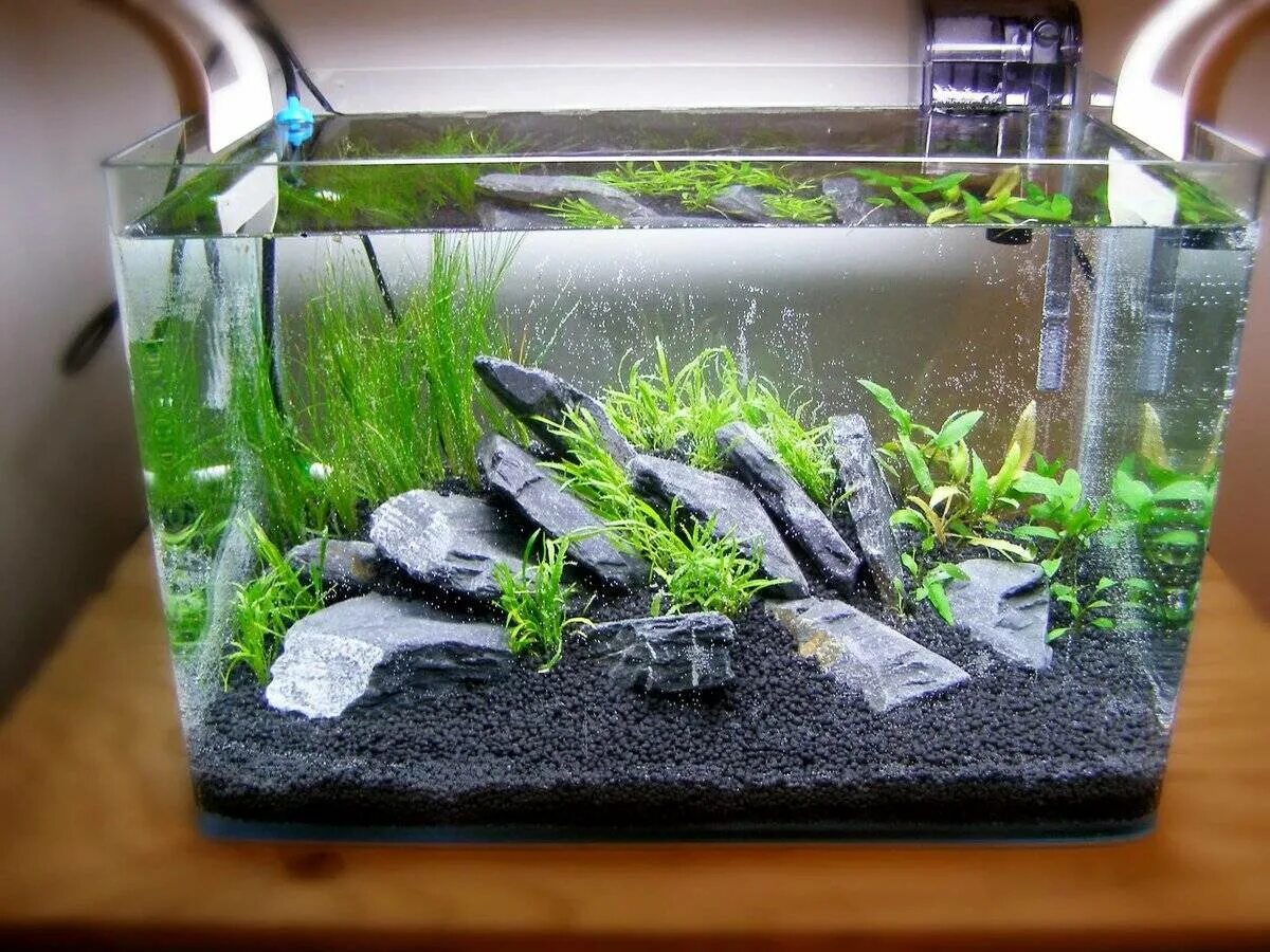 Fluval spec xv. Рыбки для аквариума неприхотливые. Гирики рыбки аквариумные. Рыбки для аквариума для новичков. Рыбки для аквариума для новичков.