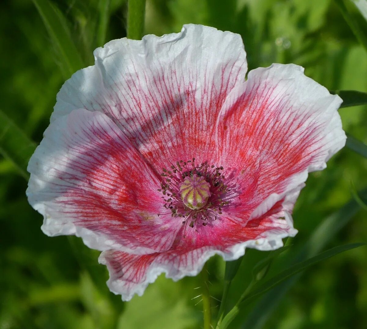 Мак декоративный Pink Pearl ® PBR 1 шт. Мак Papaver розовый. Мак фото. Папавер розовый жемчуг. Розовый мак 2