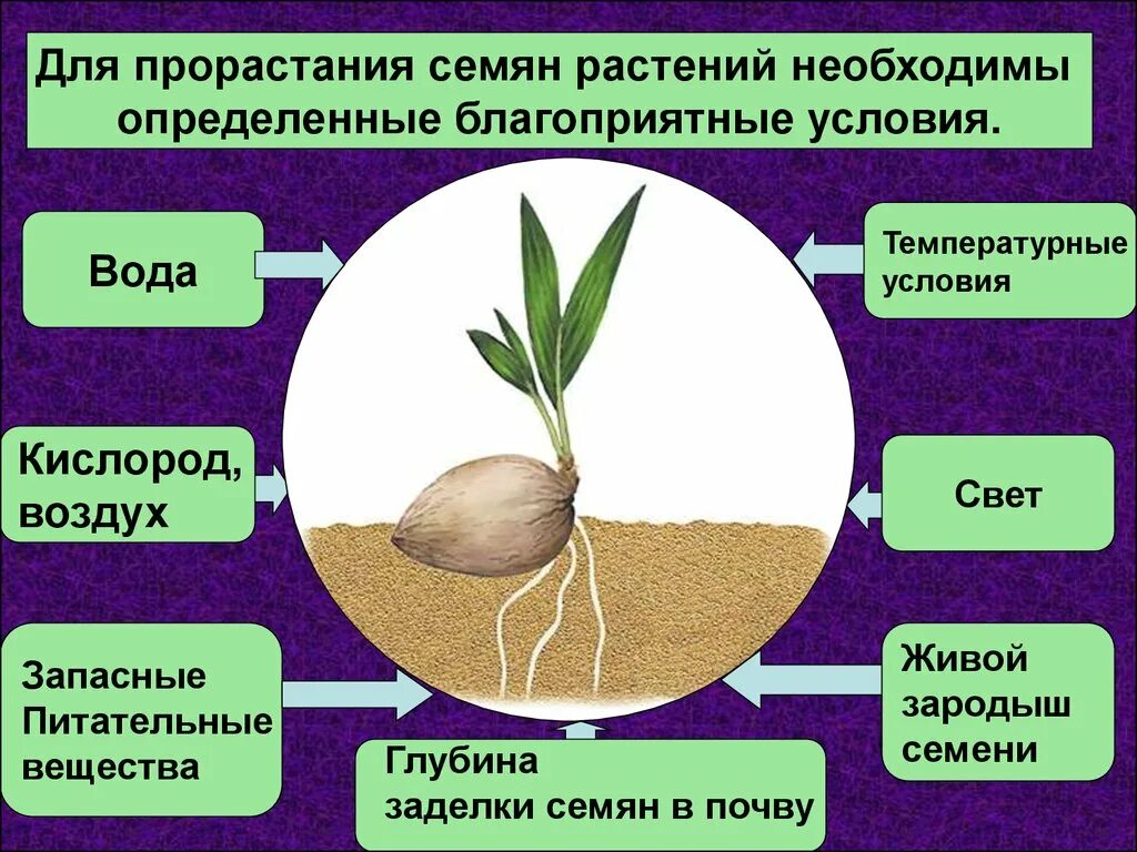 Какие условия необходимы семенам для прорастания. Питательные вещества для прорастания семян. значение света для прорастания семян. нужен ли свет для прорастания семян. физиология покоя и прорастания семян.