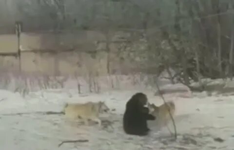 Медвежонок кинулся через