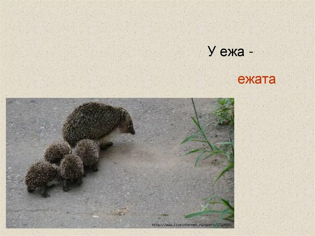 Весной у ежихи появились ежата. У ежа ежата. Проект у ежа ежата. Ежата месяц. Взросление ежа.