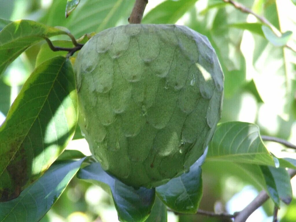 Тропическое плодовое дерево 6. Тропические растения это авокадо. Mamey sapote что это. Экзотические фрукты на дереве. Тропическое плодовое дерево 6.