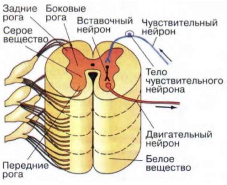 Передние задние и боковые рога спинного мозга. Строение боковых Рогов спинного мозга. Задние рога спинного мозга двигательный. Строение спинного мозга боковые рога.