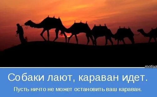 Выражение караван идет. Собаки лают караван. собала лает караван идёт. караван идёт собаки. а караван идет пословица.
