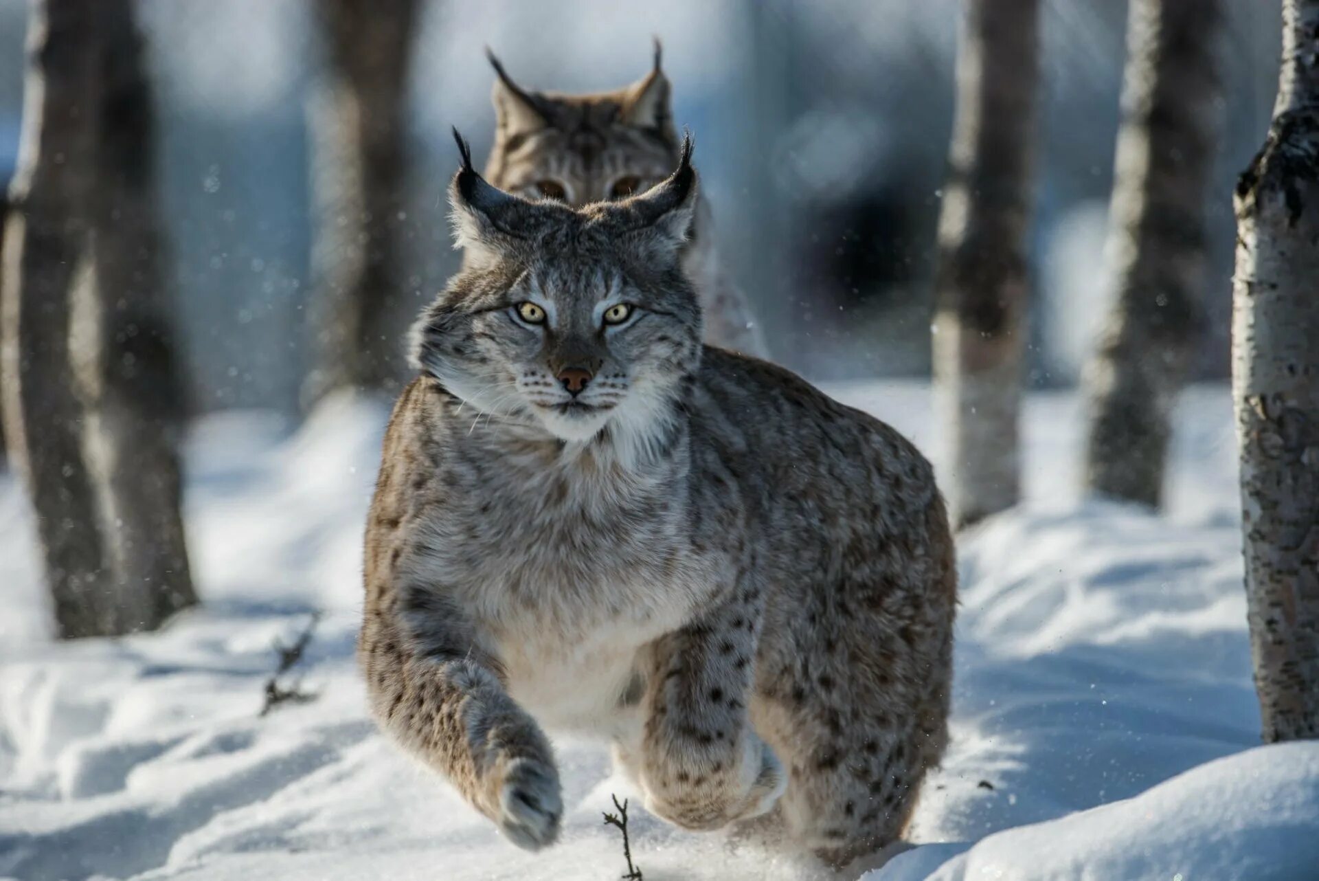 Рысь Felis Lynx. Сибирская Рысь. Рысь обыкновенная Lynx Lynx Linnaeus, 1758. Сибирская голубая Рысь. Уральские рыси
