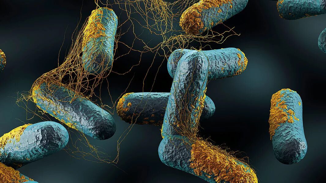 Клостридии ботулизма ( Clostridium botulinum ) ботулизм. Бактерии Clostridium perfringens. Клостридия патогенные. Организмы разрушающие бактерии