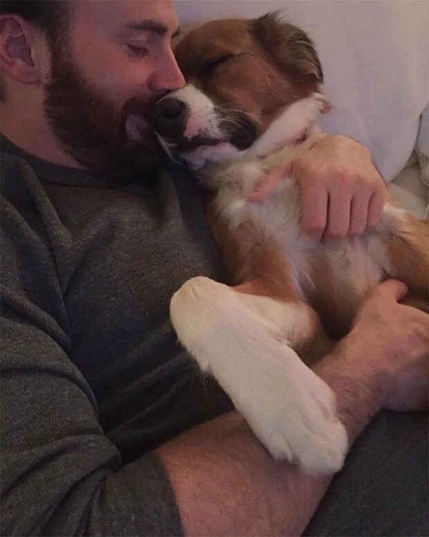 Доджер собака. Собака криса эванса порода. Собака доджер криса эванса порода. Dog chris. Собака доджер криса эванса порода.