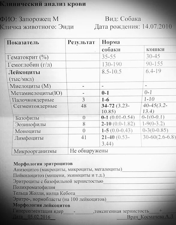 Пса крови по возрасту. Клинический анализ крови у собак норма. Показатели общего анализа крови у собак. Пса в клиническом анализе крови. Показатели анализа крови пса по возрасту.