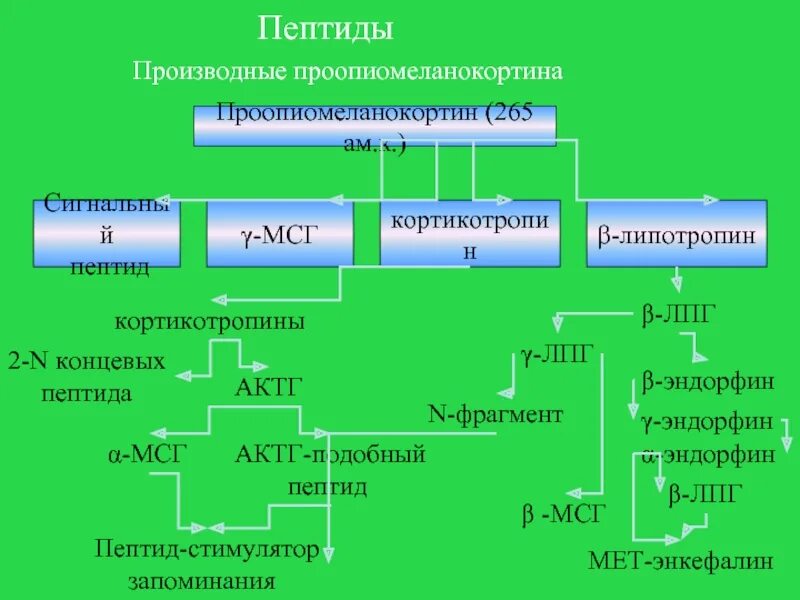 Проопиомеланокортин биохимия. Пептидные производные. Пептидные гормоны, образующиеся из проопиомеланокортина.. Проопиомеланокортин распадается на. Гормоны гипофиза актг