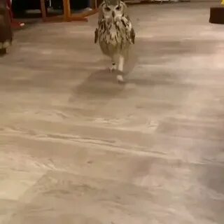 Сова видео крики