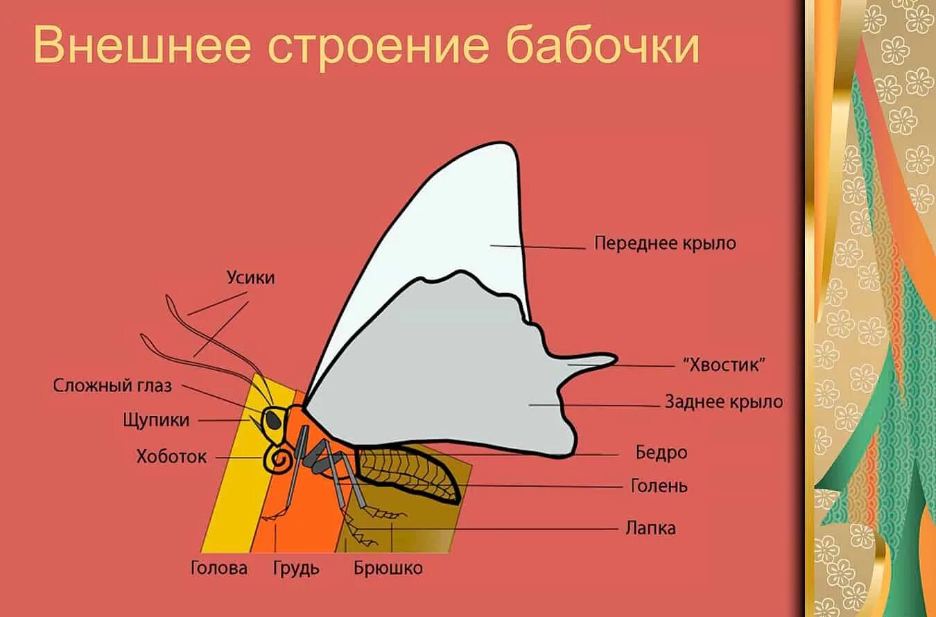 Передние крылья бабочки. Чешуекрылые бабочки строение. отряд чешуекрылые строение бабочки. внешнее и внутреннее строение чешуекрылых. внешнее строение бабочки адмирал.