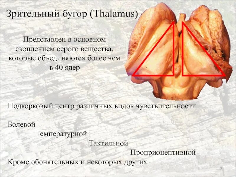 Что такое таламус. Зрительный бугор. Зрительный бугор таламус. Зрительные ядра таламуса. Ядра зрительного бугра.