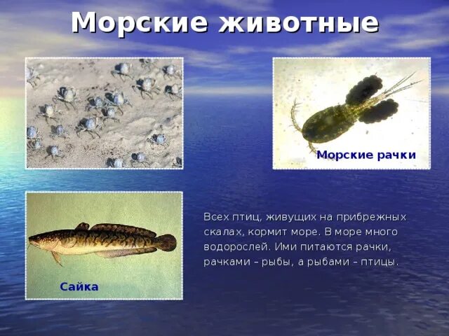 Проект зона арктических пустынь 4 класс Арктическая зона 4 класс окружающий мир
