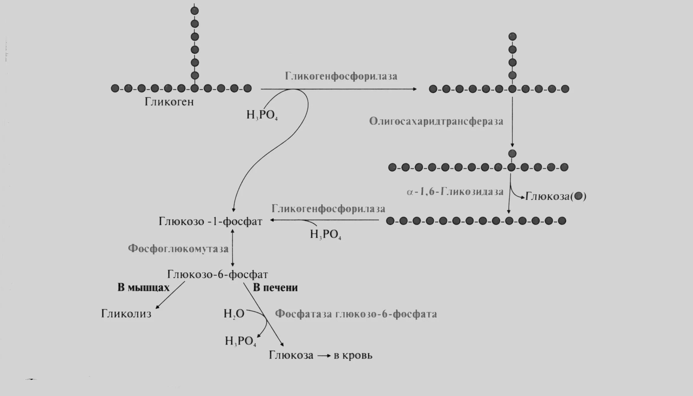 Ферменты превращения глюкозы в гликоген. Схема мобилизации гликогена. Распад гликогена до глюкозо-6-фосфата. Гликогенолиз и мобилизация гликогена.. Схема распада гликогена до Глюкозы в печени.