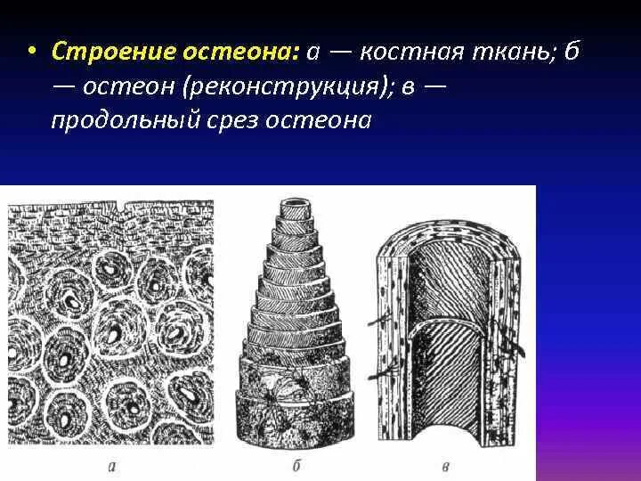 Строение остеона костная ткань. Продольный срез остеона. Строение остеона продольный срез. Строение остеона анатомия. Остеон ткань